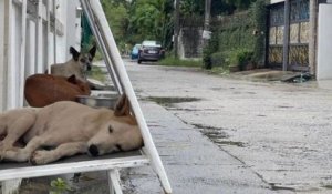 Thaïlande : ils transforment des panneaux publicitaires inutilisés en abris pour chiens errants