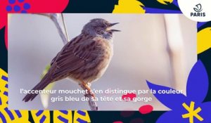 L'accenteur mouchet ou "traîne buisson" | Brèves de nature sauvage à Paris | Paris Podcast