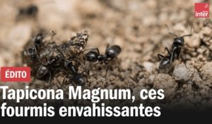 Tapinoma magnum,  ces petites fourmis envahissantes
