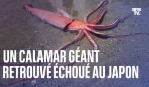 Un calamar géant retrouvé échoué au Japon