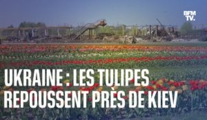 En Ukraine, les tulipes repoussent près de Kiev dans un paysage marqué par la guerre