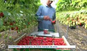 Le Journal - 12/05/2022 - ECONOMIE / En Sologne, la fraise manque de bras