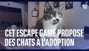 Cet escape game propose des chats à l'adoption