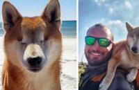 États-Unis : une chienne aveugle parcourt une randonnée de 1800 kilomètres pour retrouver confiance en elle