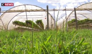 Les vols de fruits et légumes se multiplient