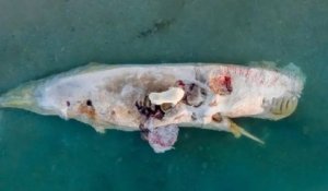 Les photos de ces ours polaires ne nourrissant d'une carcasse de baleine sont à couper le souffle