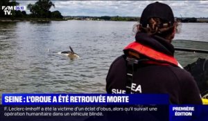 L'orque en difficulté dans la Seine a été retrouvée morte
