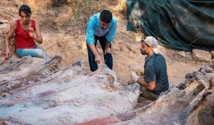 Portugal : un squelette de dinosaure datant de 150 millions d'années a été découvert dans le jardin d'un habitant