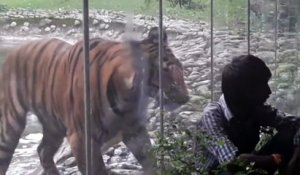 Ce tigre est bien décidé à dévorer ce touriste au zoo... tellement drôle
