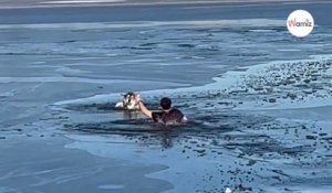Un homme se jette à l’eau pour sauver un chien : la réaction des témoins est incroyable !