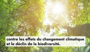 Royaume-Uni : l’impact négatif des plantations de conifères sur la population d’écureuils