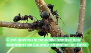 Qu’est-ce que la Tapinoma magnum, l’espèce de fourmis ultra-envahissantes qui inquiètent