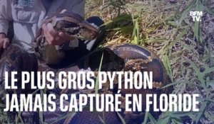 Plus de 5 mètres et près de 100 kg: voici le plus gros python jamais capturé en Floride