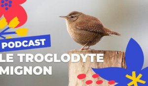 Le Troglodyte mignon, un oiseau un peu dodu ?  | Brèves de nature sauvage à Paris | Paris Podcast