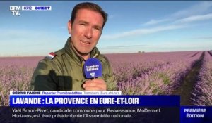 De nouveaux champs de lavande trônent aux côtés du blé en Eure-et-Loir