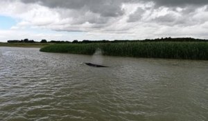 Un cétacé de 10 mètres de long a été aperçu en train de nager dans la Seine, près du Havre