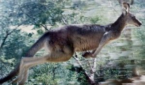 États-Unis : un kangourou s'est octroyé une journée en liberté après qu'un perroquet ait découvert comment déverrouiller son enclos