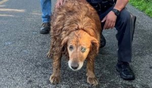 New York : un policier courageux sauve un chien coincé dans une canalisation