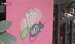 Paris : ne dites plus «rats» mais «surmulots» !
