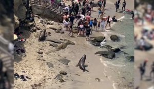 Etats-Unis : deux lions de mer font fuir les baigneurs d'une plage de San Diego