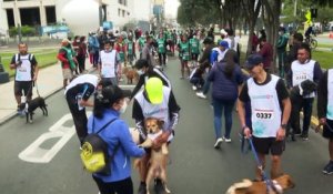 "Mascotón" : au Pérou, une course pour célébrer la Journée internationale du chien