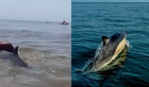 Une femme chevauche une baleine à bec aux Pays-Bas plutôt que de lui venir en aide et fait scandale