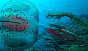 Papouasie-Nouvelle-Guinée : un plongeur réussit à filmer l'une des méduses les plus rares au monde
