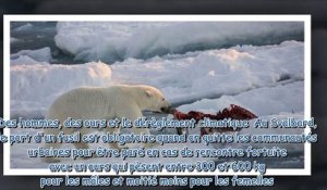 Une Française attaquée par un ours polaire en Norvège - l'animal a dû être achevé