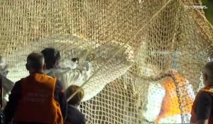 France : le béluga de la Seine est mort lors de son transfert vers la mer