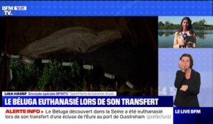 Le béluga égaré dans la Seine est mort lors de son transfert en camion vers Ouistreham