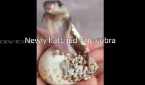 Assistez à la naissance d'un bébé cobra... adorable