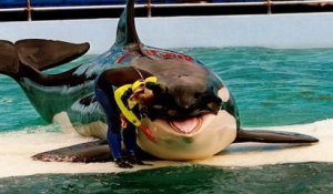 Lolita, l'orque la plus seule au monde, pourrait être libérée après plus de 50 ans de captivité