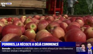 Fortes chaleurs: la récolte de pommes a déjà commencé