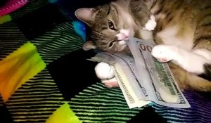 Ce chat aime beaucoup trop l'argent...