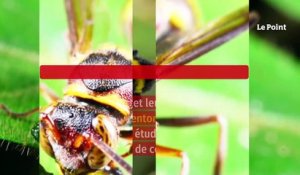Découvrez l’échelle de douleur des piqûres d’insectes
