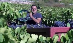 Dans les vignes de Francesco Carta