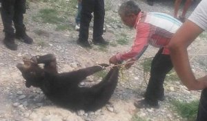 Un ourson de 4 mois a été lynché à mort par les habitants d'un village où il s'était aventuré pour chercher de l'eau