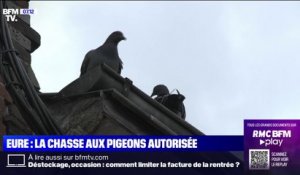 Envahie par de nombreux pigeons, cette commune de l'Eure autorise leur chasse