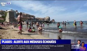 Alerte aux méduses échouées sur les plages de Marseille