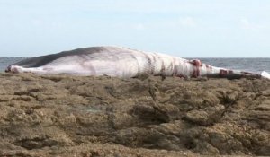 Bretagne : l'échouage rare d'un rorqual attire les curieux sur la plage