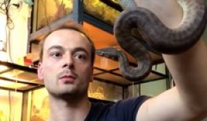 Passionné de reptiles et d’araignées, Johann vous explique comment ne plus les craindre