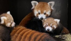 Deux pandas roux sont nés au zoo d'Amiens, une bonne nouvelle pour la sauvegarde de l'espèce