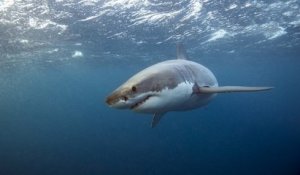 Un grand requin blanc, une espèce menacée d'extinction, a été repéré dans la mer Méditerranée