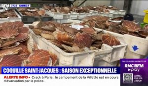 Pourquoi la pêche de la coquille Saint-Jacques s'annonce exceptionnelle cette saison