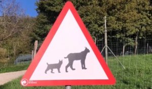 « Attention lynx » : des panneaux de signalisation installés sur les routes de France pour protéger les lynx