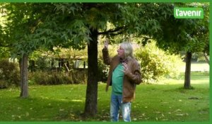 Jardin - Couleurs d'automne