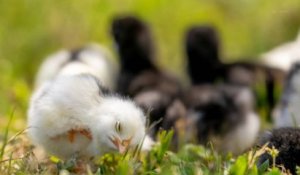 Vers un retour de la grippe aviaire en France ? Le risque s'annonce "élevé"