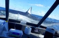 Un requin mako de 2 mètres saute sur un bateau de pêche en Nouvelle-Zélande