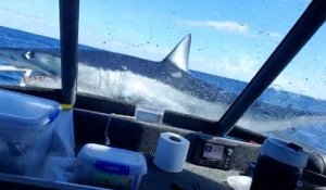 Un requin mako de 2 mètres saute sur un bateau de pêche en Nouvelle-Zélande