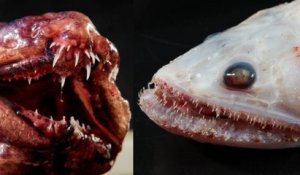 Ces nouvelles espèces de poissons à la fois vraies et terrifiantes vont vous donner des cauchemars